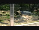 豊橋総合動植物公園・のんほいパーク/特別編/走り続けるホンドギツネ