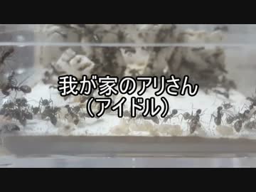 【繭になりました】我が家のアリさん(アイドル)　【第８回】