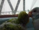 インコがピヨピヨ