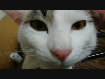 猫を近くでみるとやっぱりケモノに見える＾ー＾