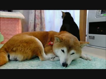 お顔を見られすぎる柴犬ひかり