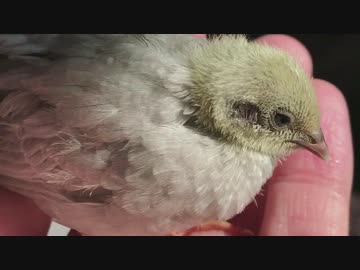 手の上で羽づくろいするヒメウズラの雛【生後１８日目】