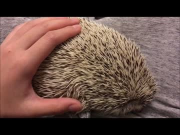 ハリネズミの背中マッサージ