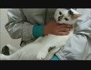 だらだらして野生を忘れちゃってる猫