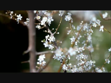 【UTAUオリジナル編曲】 さくら さくら 【蝶歌アジアタ β】+UST