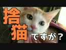 【子猫】捨て猫を保護してみたら可愛すぎてハゲた