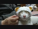ねこひつじに変身するアイちゃんです
