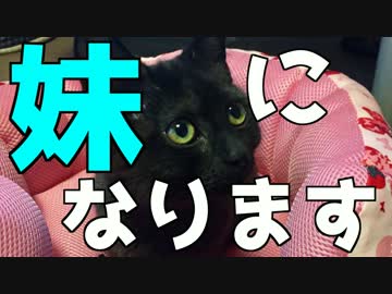 【子猫】目が覚めたら妹ができてたんだが・・・【女帝降臨】