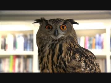 フレンズ達をナショジオおにいさんが紹介するよ part2