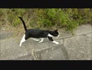 「こっち来なよ」母猫に呼ばれた結果www