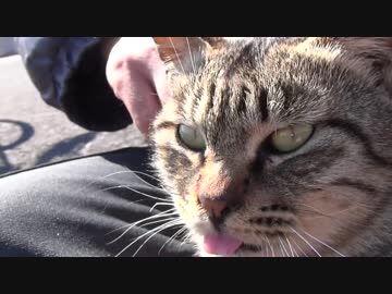 舌をしまえないキジトラ猫