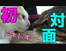 初めて先輩猫と出会った捨て子猫の反応は・・・？！