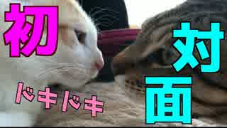 初めて先輩猫と出会った捨て子猫の反応は・・・？！