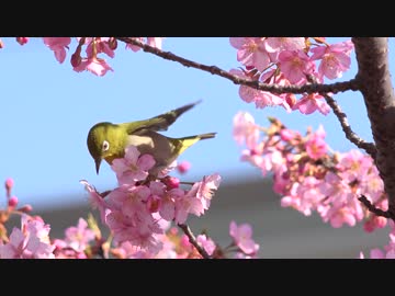 早春の京都(2017/3/12)