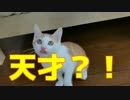 【激カワ】生後半年で「取ってこい」ができる天才猫？！【保護猫】