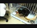ハプニング・アクロバチックおしっこ