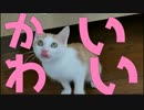 【捨て子猫】あの、ほんとに可愛いんで見てくださいマジで可愛いんです