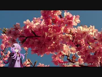 【ゆかり車載】2月19日に河津桜を見に行ってきた【NDロードスター】