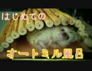 【ハリネズミ】「とらまめ」との生活14
