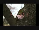 さくらもち