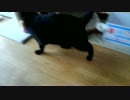 【363】ジャン❤︎ポン　黒猫が楽しそうに遊ぶところを堪能するビデオ