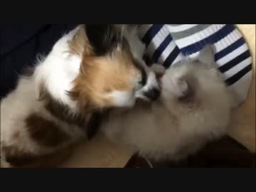 子猫が可愛くてしかたないポメチワ