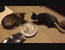 【なんだこれ】謎の回るおもちゃに釣られてクルクル回る猫達！