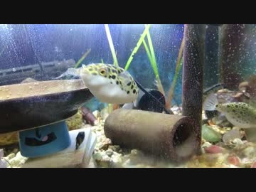 久しぶりのミドリフグーず