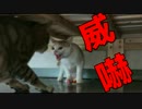 【若獅子】子猫の威嚇にビビる先輩猫(2歳)