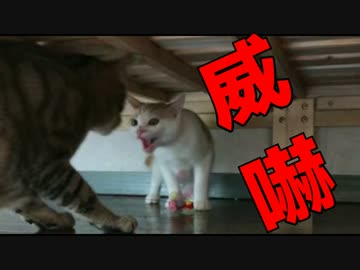 【若獅子】子猫の威嚇にビビる先輩猫(2歳)