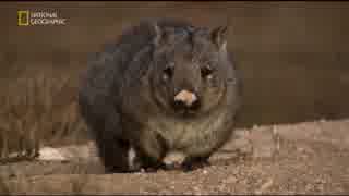 オーストラリアのフレンズ「ウォンバットの王国」