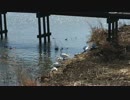 鳥