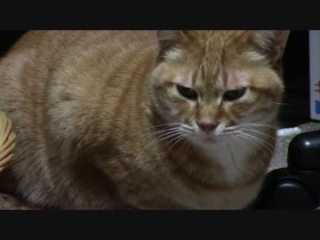 拾いねこ＠生後1714/1681日目　肩乗りにゃんこ。