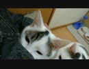 この素晴らしいニャーレムに祝福を！エピソード０