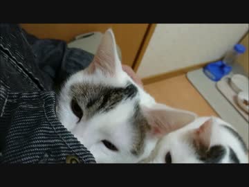 この素晴らしいニャーレムに祝福を！エピソード０