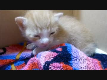 保護直後の赤ちゃん猫