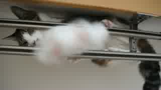 うちのバカ