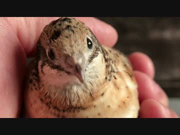 じっと見つめて動かないヒメウズラ