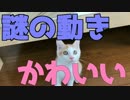 初めての広い家に大興奮の捨て猫ニック