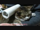 ツンデレ猫様にコロコロで毛繕いしてみた結果。