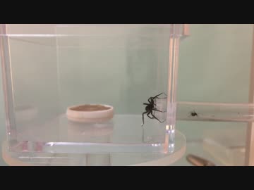 蟻戦争＃100 クロヤマVSクモ～訓練本格始動～編