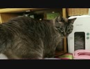 【365】ジャン❤︎ポン　3月25日で７歳になる元祖トラウマ猫ジャンくん
