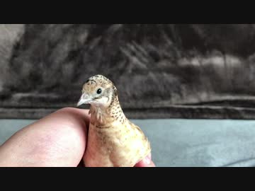 首が伸びたり縮んだりするヒメウズラ