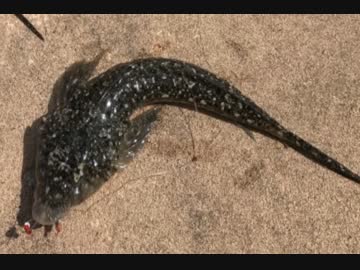 釣り動画ロマンを求めて　36釣目（アイクル）