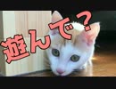 【あざとい】超可愛い目で「遊んで？」と訴えてくる捨て子猫