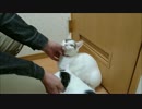 ダブルもふもふしてみた
