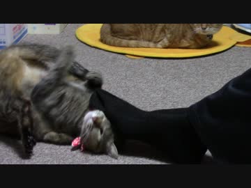 拾いねこ＠生後1715/1682日目　ほっかむりからのもんげー。