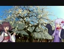 【結月ゆかり・東北きりたん車載】エストレヤで何処かへ　Ride.5