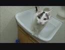 ドアを開けて欲しくて必死に飼い主にアピールを繰り返す猫