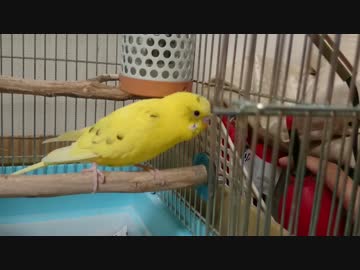 【インコ動画】あるとん家のるーちゃんpart9
